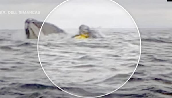 ¡BALLENA TRAGA A UN HOMBRE QUE NAVEGABA EN KAYAK; SU PAPÁ GRABA EL MOMENTO!