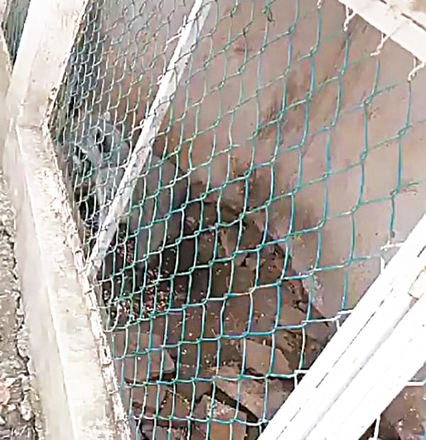 ¡AFRICAN CHACHALACAS!