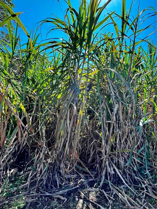 ¡SE CAE PRODUCCIÓN DE CAÑA!