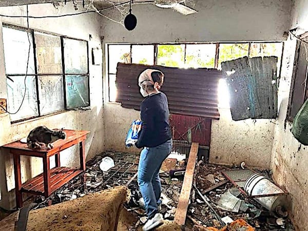 ¡RESCATAN A 50 GATOS!