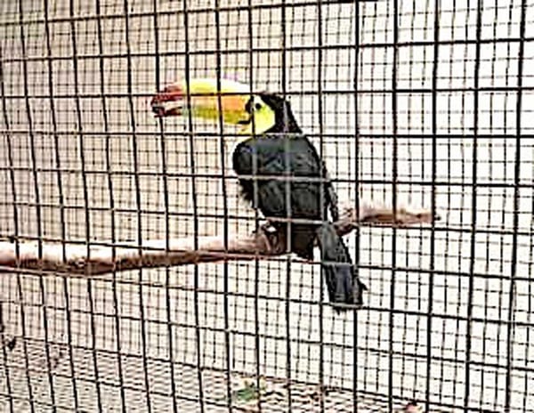 ¡SE LLEVAN TUCÁN A PUEBLA!