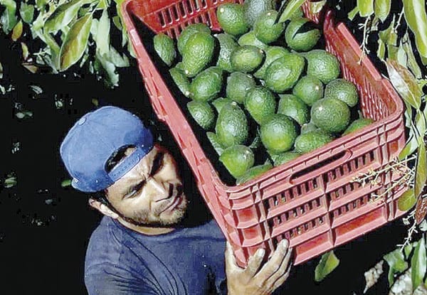 ¡ALCANZA AGUACATE EXPORTACIÓN RÉCORD!