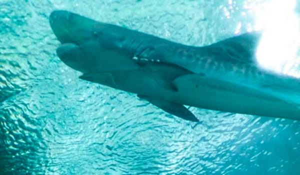 ¡MUERE “BENITO”, EL TIBURÓN TIGRE! - EN CONDICIONES DUDOSAS