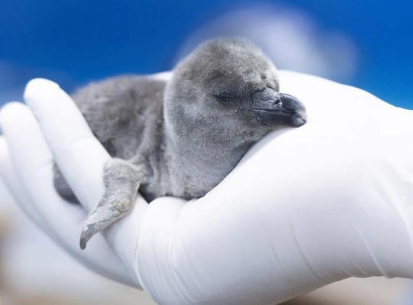 ¡LE NACE UN PINGUINO! - UNA DE CAL