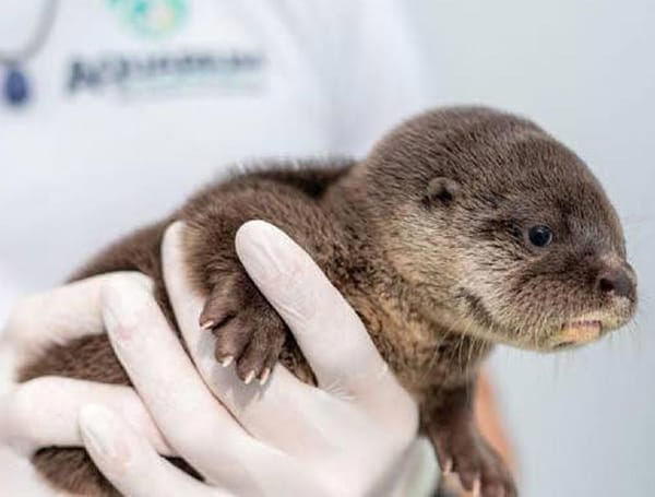 ¡NO APARECEN DOS NUTRIAS!