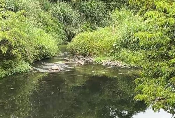 ¡ENCUENTRAN CADÁVER FLOTANDO DE ‘MUERTITO’!