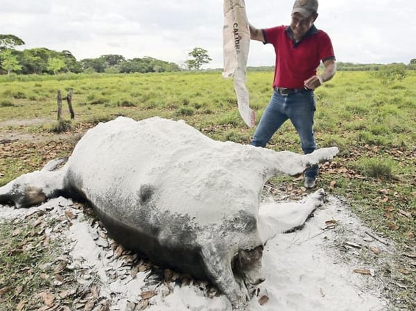 ¡REPORTAN MUERTE MASIVA DE RESES EN TABASCO!