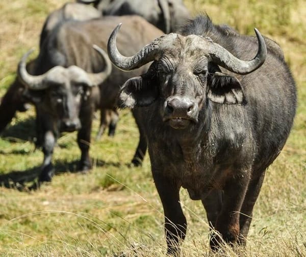 ¡MUERE CAMPESINO EMBESTIDO POR BÚFALO!