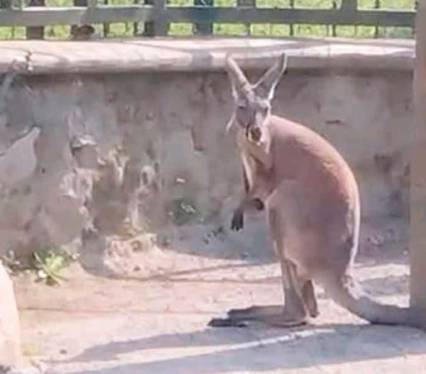 ¡MATAN A SKIPPY EL CANGURO DE ORIZABA!