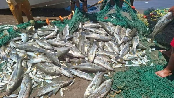 ¡MEGA-PESCA DE RÓBALO!