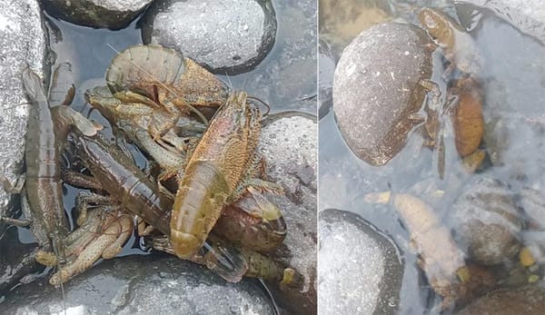 ¡ENVENENAN EL AGUA! - ECOCIDAS