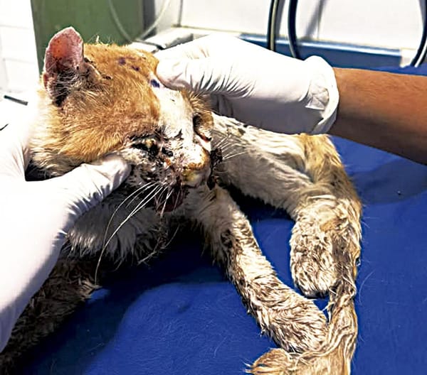 ¡SOS PARA VALIENTE!