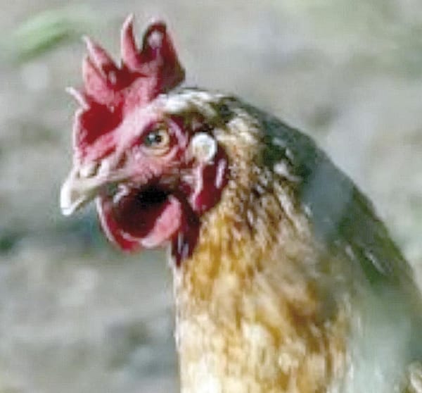 ¡MUERE NIÑA CONTAGIADA CON INFLUENZA AVIAR AH5N1 EN COAHUILA!