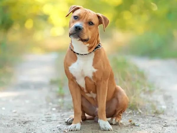 ¡PITBULL QUE MATÓ A DOÑA POLITA PODRÍA SER SACRIFICADO!