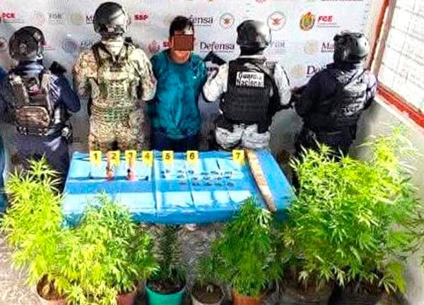¡DECOMISAN MATAS DE CANNABIS EN UN CATEO!