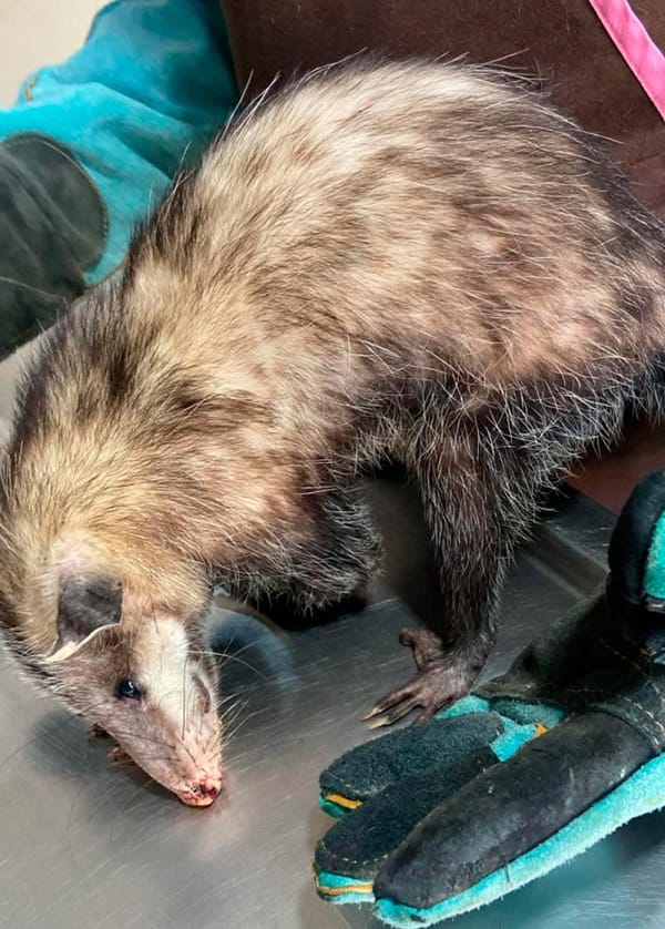 ¡RESCATAN TLACUACHES!