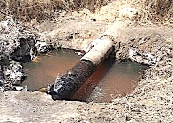 ¡HAY HUACHIGAS! -*Distribuidores piden reforzar su combate