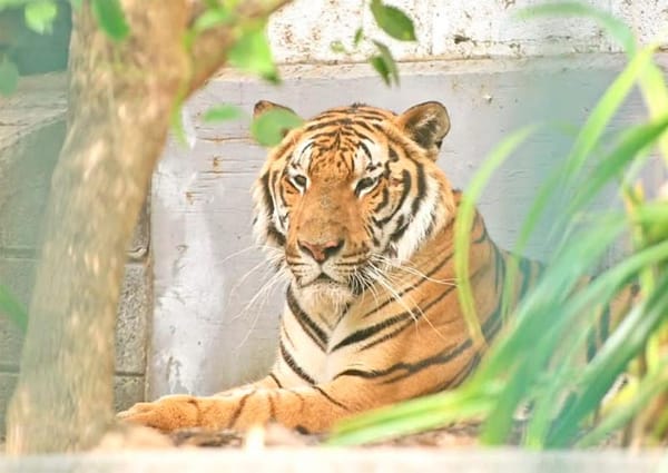 ¡PATY SE TRAE UN TIGRE AL ZOO!
