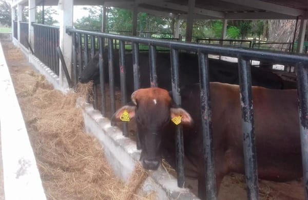 ¡ROBAN TORO DE 300 KILOS DEL RANCHO DE LA UV!