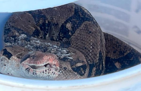 ¡ENCUENTRAN ENORME BOA Y CASI SE COME A TRES PERROS CHIHUAHUA!