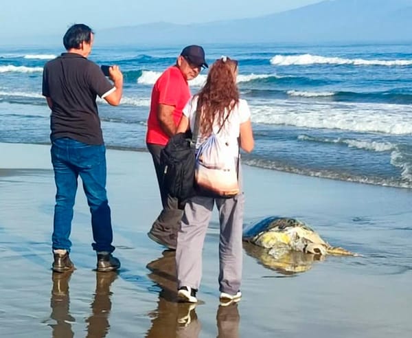 ¡APARECEN MUERTAS AVES, MEDUSAS Y TORTUGAS!