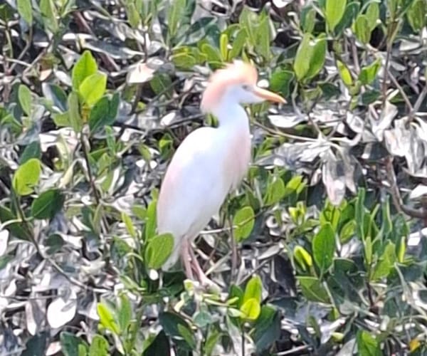 ¡TENEMOS GARZA TRUMP!