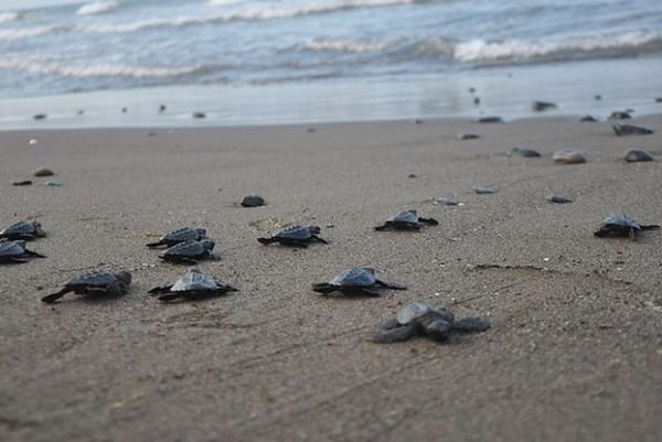 ¡ARRIBAN 5 TORTUGAS A CHACHALACAS!