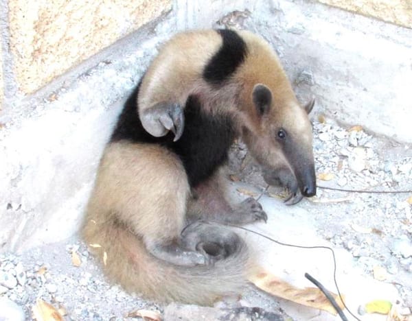 ¡ATRAPAN OSO HORMIGUERO EN ESTACIONAMIENTO DEL AEROPUERTO!