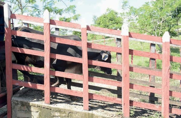 ¡PRENDEN ALERTAS! - AY NANITAS