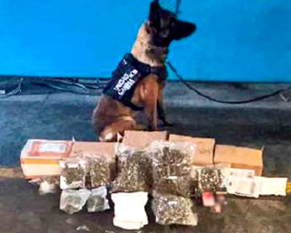 ¡ASEGURAN MARIHUANA EN PAQUETERÍA DE ESTAFETA!