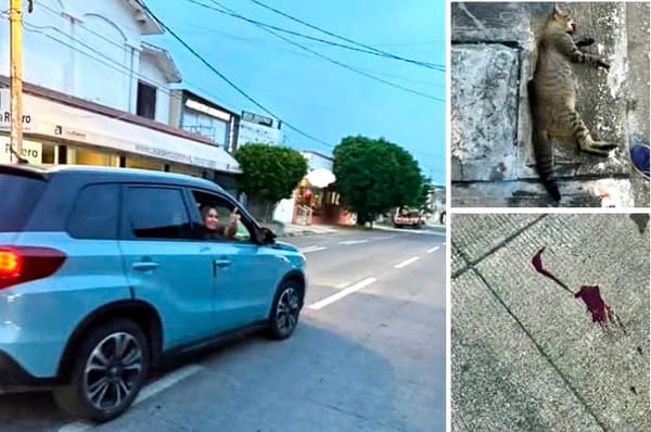 ¡LINCHAN EN REDES SOCIALES A MAESTRA POR ATROPELLAR A UNA MASCOTA!