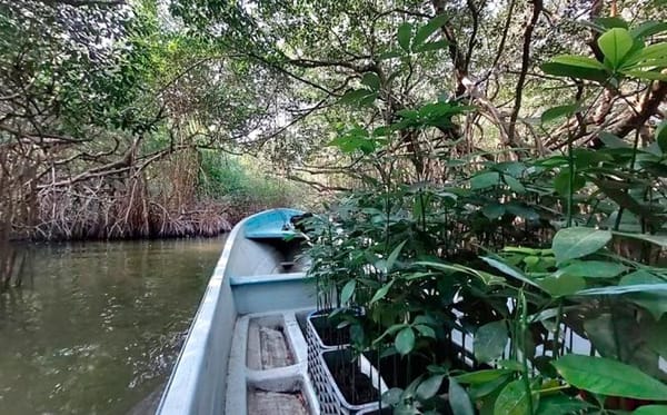 ¡SI AUMENTA EL NIVEL DEL MAR IMPACTARÍA EN HUMEDALES!
