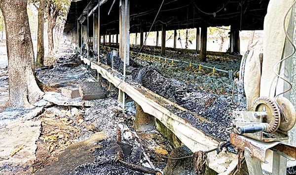 ¡MUEREN CALCINADOS 3,500 POLLOS! - EN COTAXTLA