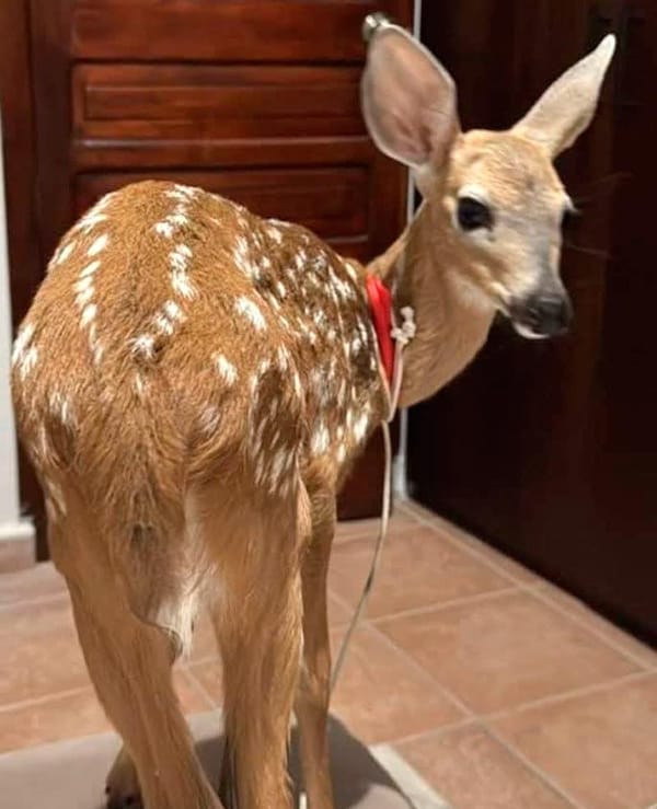 ¡TIENE UN CIERVO COLA BLANCA EN SU CASA!