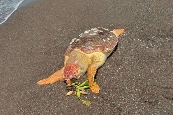¡ENCUENTRAN MUERTA A TORTUGA EN LA RIVIERA!
