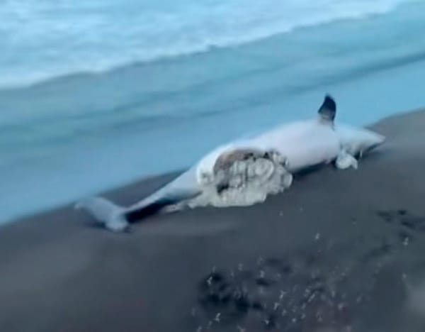 ¡DESCUBREN DELFÍN DESTRIPADO!
