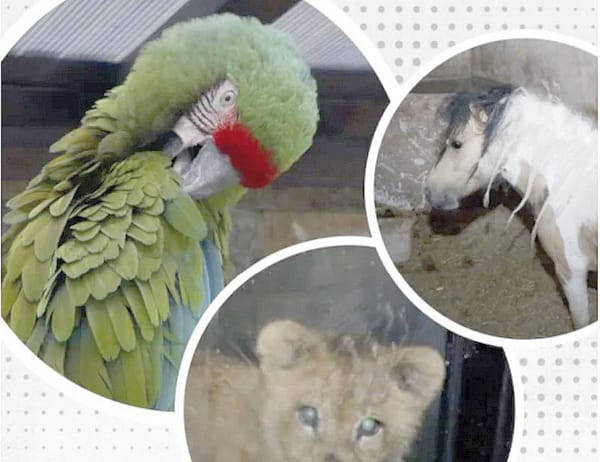 ¡ASEGURAN "ZOOLÓGICO" EN RED DE HUACHICOL!