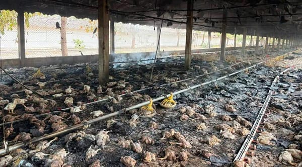 ¡INCENDIO EN GRANJA AVÍCOLA DE COTAXTLA DEJA MÁS DE 3 MIL 500 POLLOS MUERTOS!