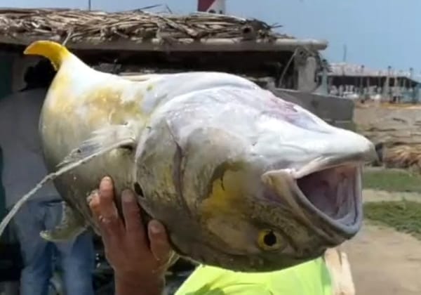 ¡MILAGRO EN PUEBLO VIEJO! - APLAUSOS