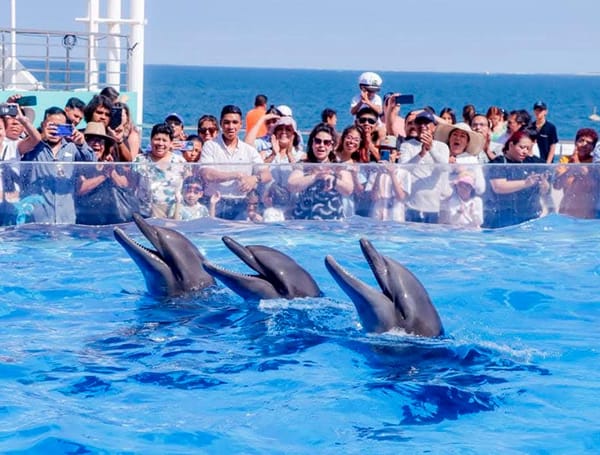 ¡TENDRÁ ACUARIO REGRESAR A LOS DELFINES Y LEONES MARINOS A SU HABITAT NATURAL!