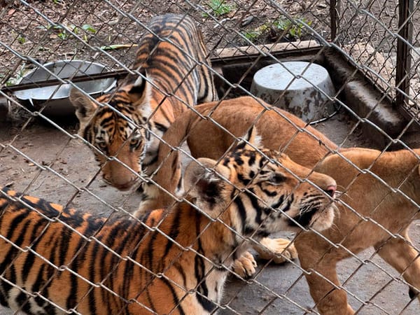 ¡TENÍAN A TODO EL LIBRO DE LA SELVA!