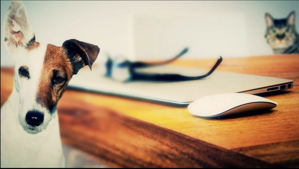 ¡CURP DE MASCOTAS: CÓMO SACARLO Y EN QUÉ CASOS APLICA LA MULTA POR NO TRAMITAR EL RUAC!