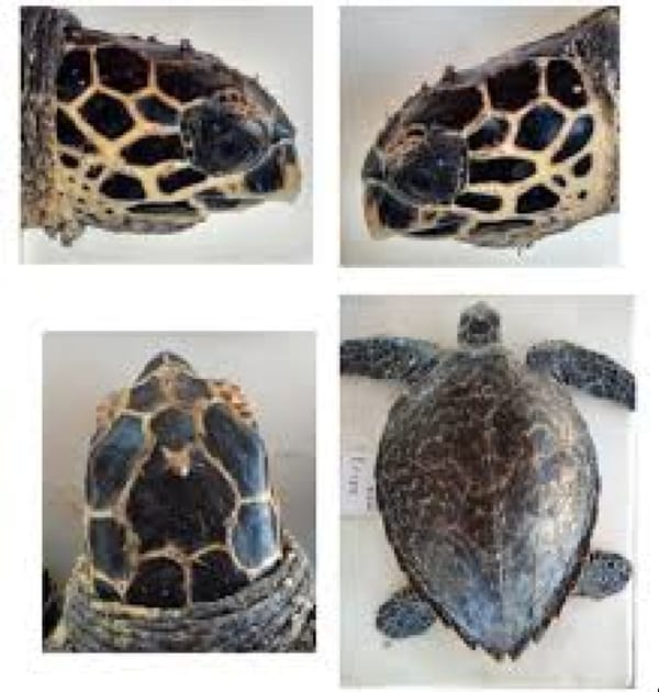 ¡TENDRÁN TORTUGAS FOTO-IDENTIFICACIÓN!
