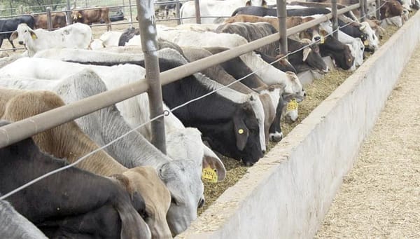 ¡EU ANUNCIA REAPERTURA DE LA FRONTERA PARA EL GANADO MEXICANO!