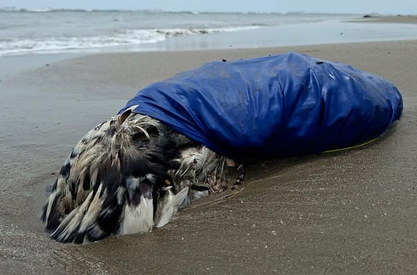¡APARECEN MÁS ANIMALES SACRIFICADOS EN PLAYAS DE BOCA DEL RÍO!