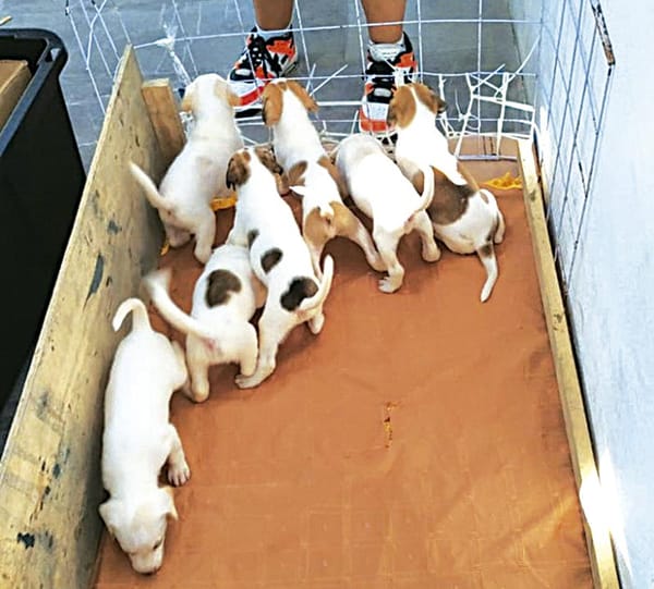 ¡LOS DAN EN ADOPCIÓN A LOS CACHORROS DE MARÍA TERESA Y DANILO!