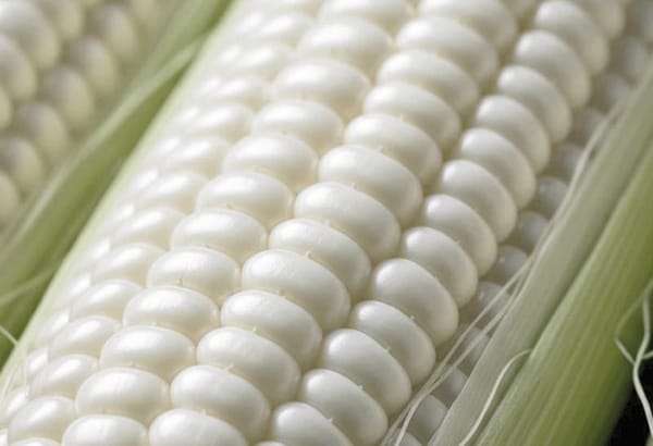 ¡MÉXICO GARANTIZA 'ABASTO NACIONAL' DE MAÍZ BLANCO PARA 2025!