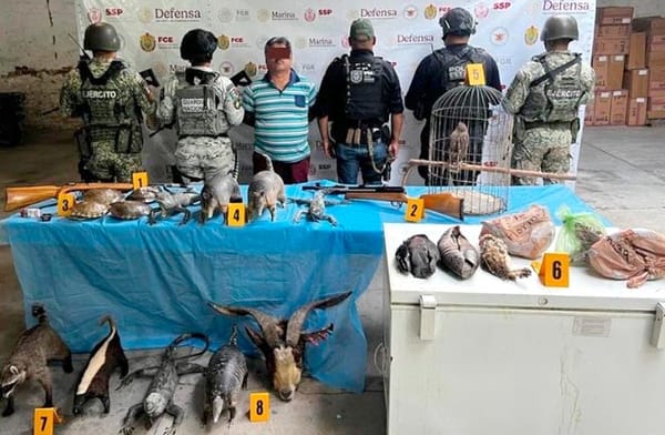 ¡DETIENEN A HOMICIDA CON ZOOLÓGICO DISECADO!