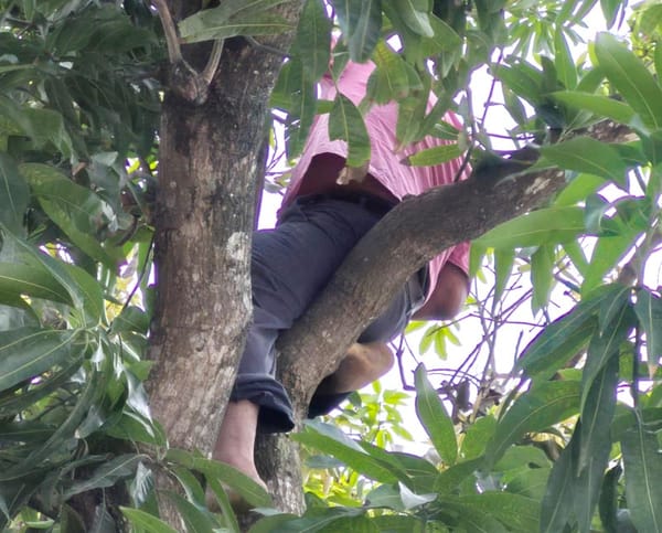 ¡MUERE ELECTROCUTADO POR CORTAR MANGOS!