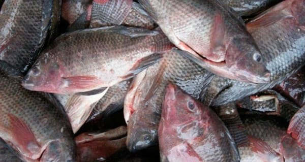 ¡NO PUEDEN PESCAR ROBALO!